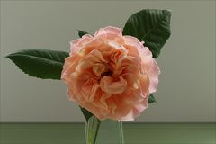 Zum Wochenanfang eine Rose....