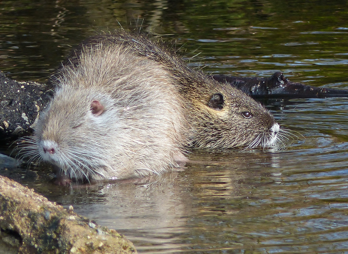 Zum Wochenanfang zwei kleine Nutria 