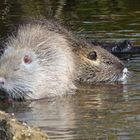 Zum Wochenanfang zwei kleine Nutria 