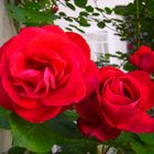 Zum Wochenbeginn eine Rose