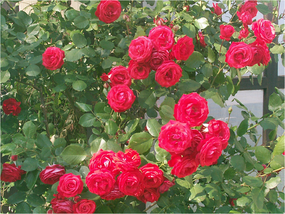 zum Wochenbeginn - einen Rosengruß