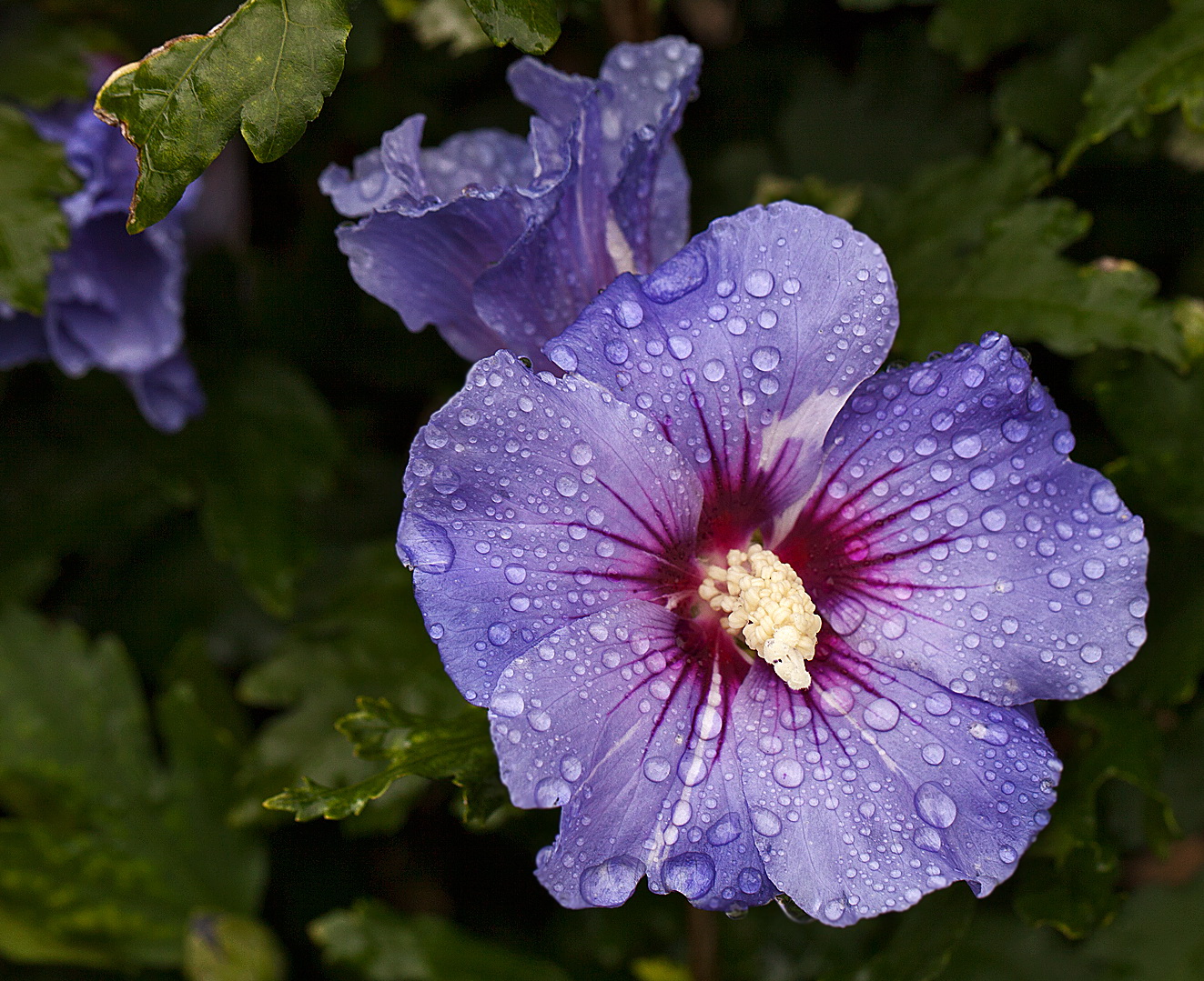 Zum Wochende eine Blüte für Euch