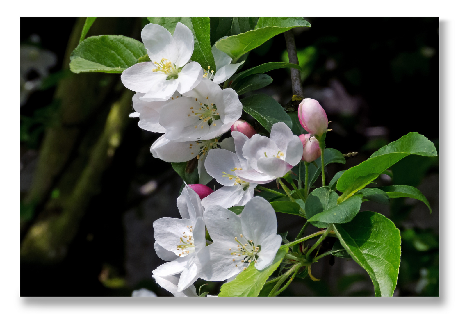 Zum Wochenende: Apfelblüten