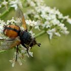 Zum Wochenende eine Igelfliege 