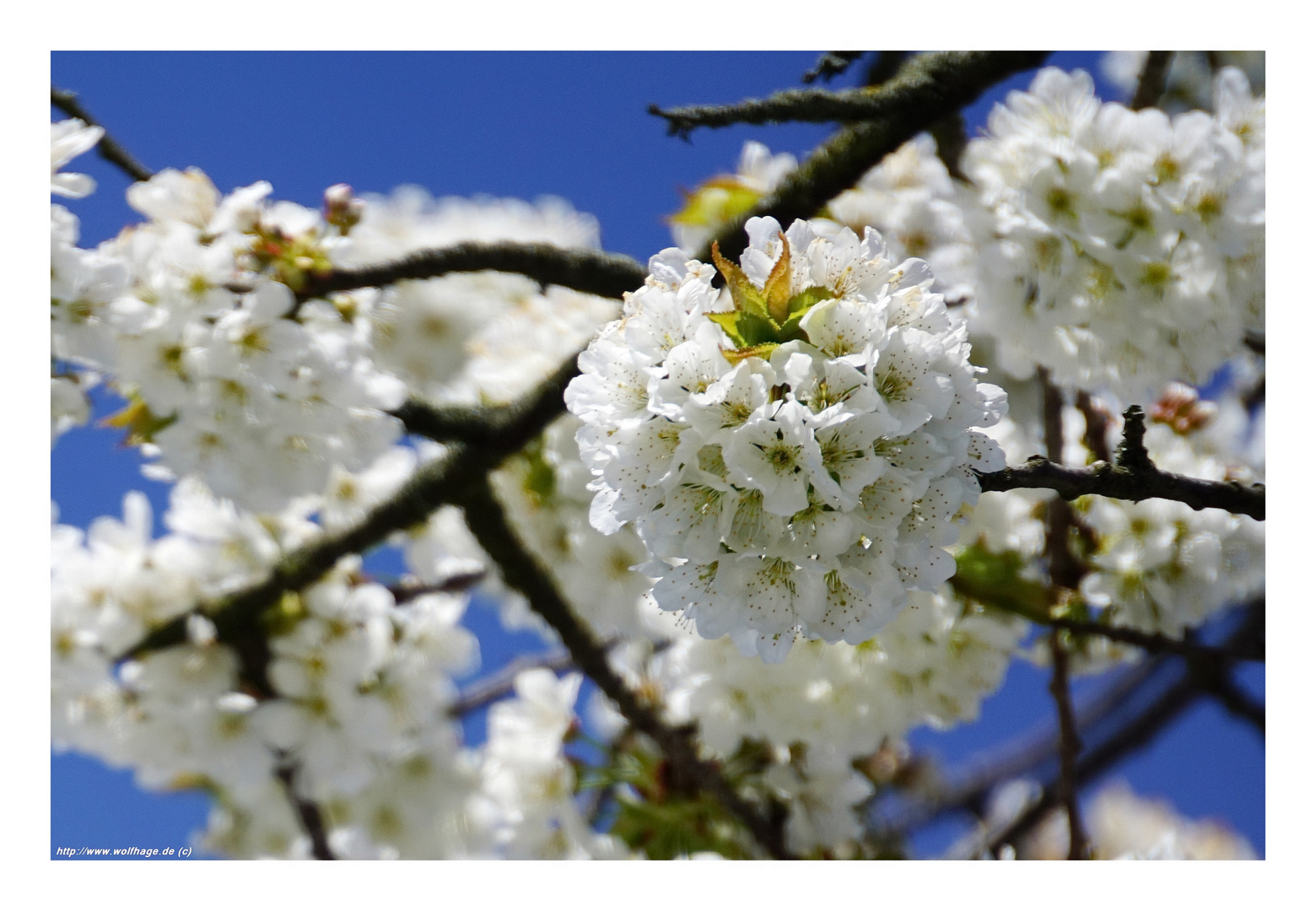 Zum Wochenende Kirschblüte