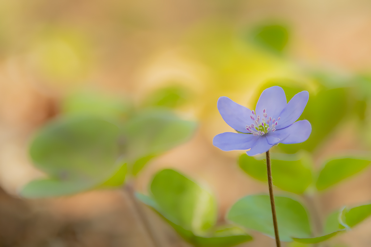 Zum Wochenstart ein Leberblümchen