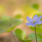 Zum Wochenstart ein Leberblümchen