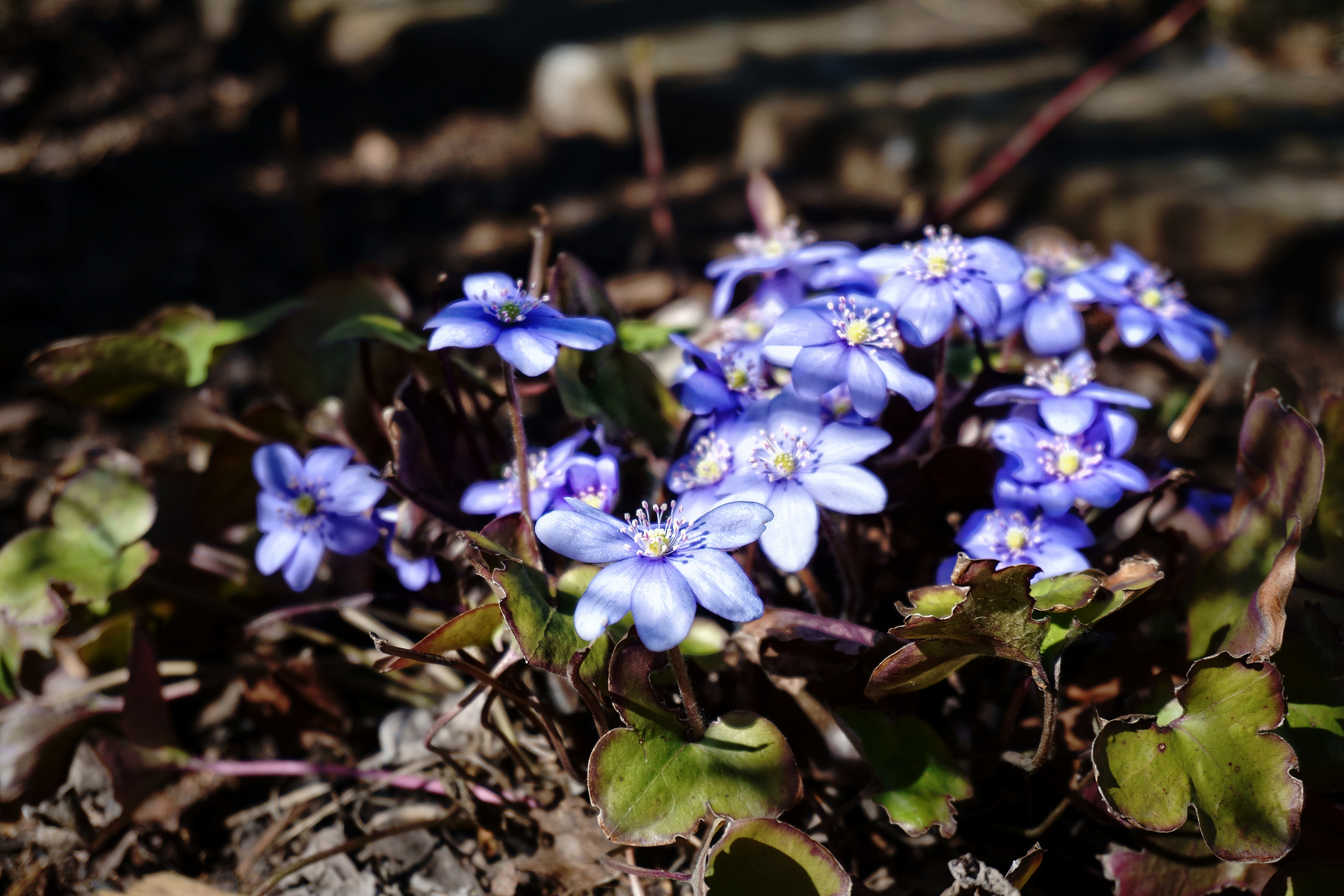 Zum wunderschönen Sonnenschein dürfen gern auch feine Blümchen sein