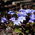 Zum wunderschönen Sonnenschein dürfen gern auch feine Blümchen sein