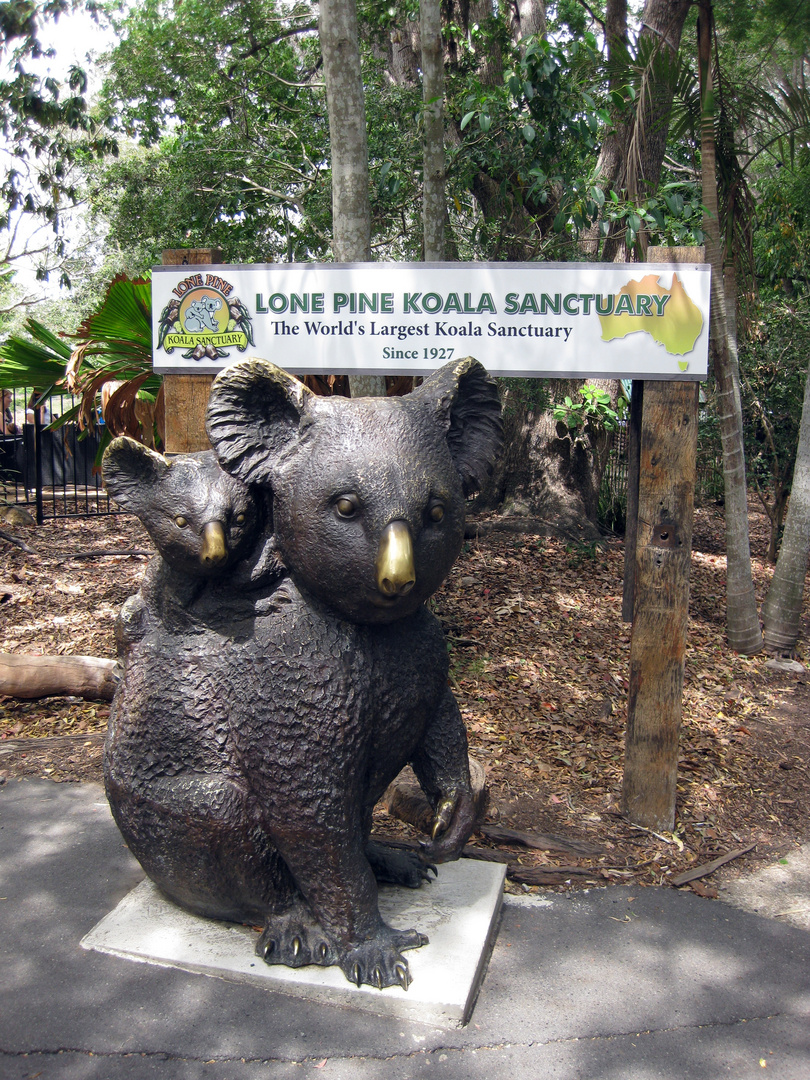 Zum ZahlTag: seit 1927 gibt es in Brisbane das Koala Sanctuary ...