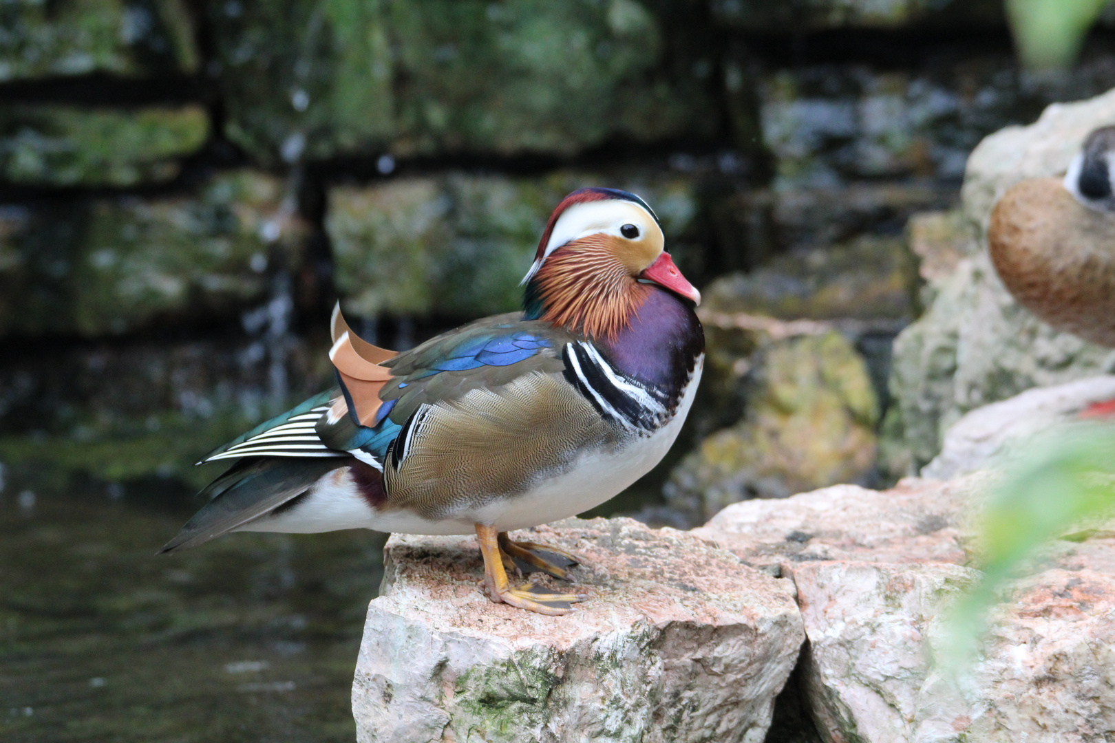 Zum Ziervogel