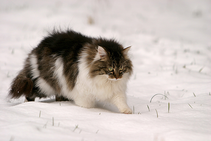 Zumselchen im Schnee