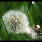 zumutung für die Allergiker