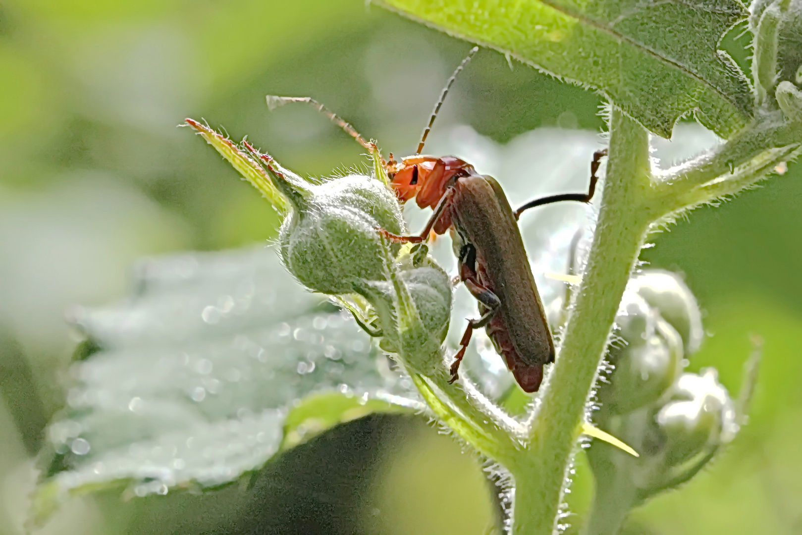 zunächst gehe ich an die Knospen