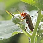 zunächst gehe ich an die Knospen