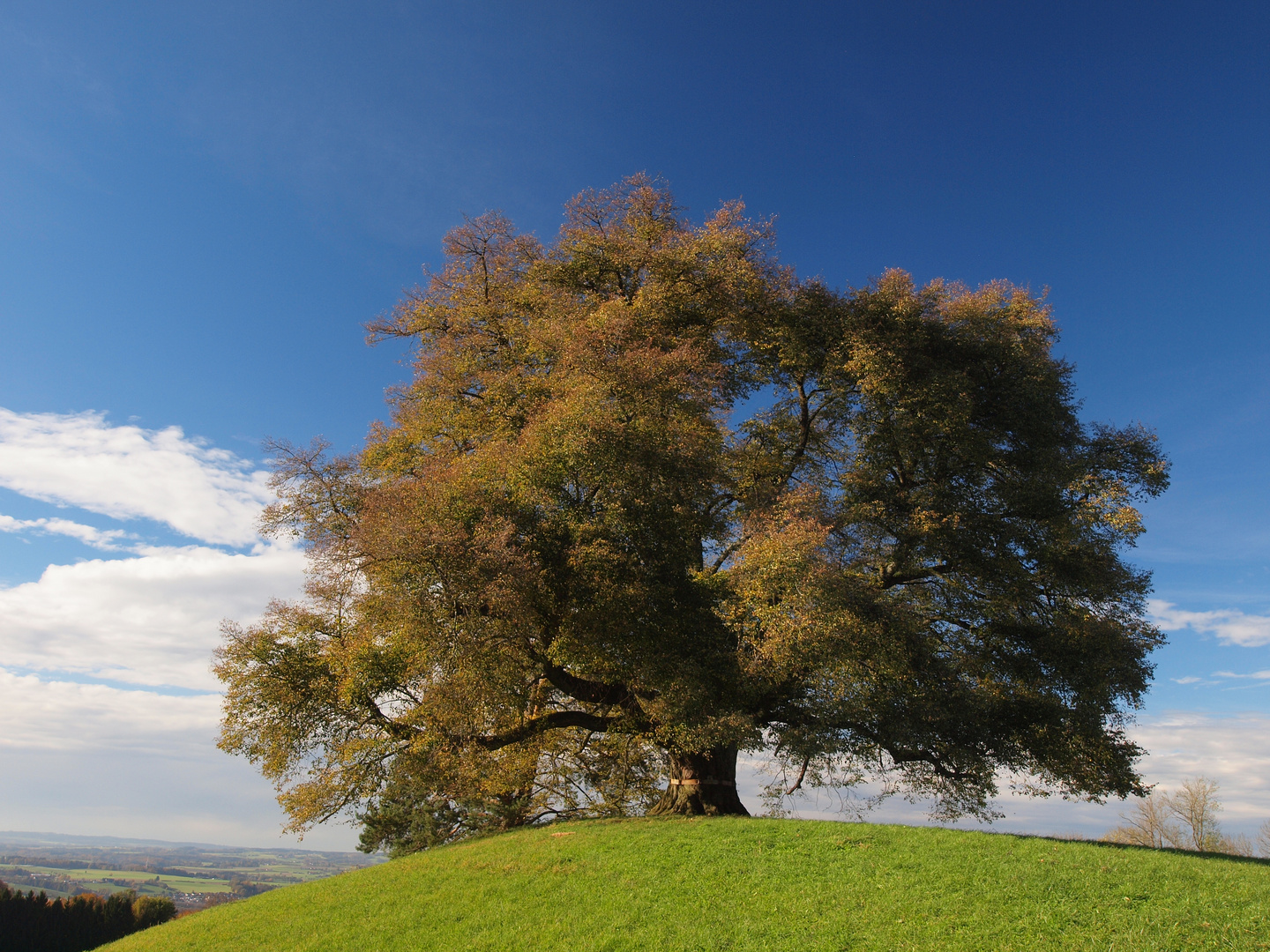 Zundelbacher Linde bei Weingarten (Württ.)