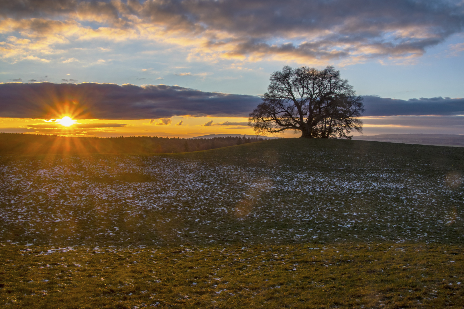 Zundelbacher Linde im Abendlicht