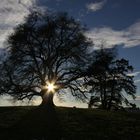 Zundelbacher Linde im Gegenlicht