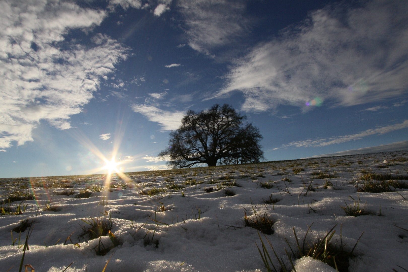 Zundelbacher Linde im Schnee