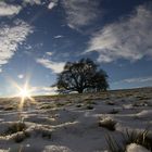 Zundelbacher Linde im Schnee