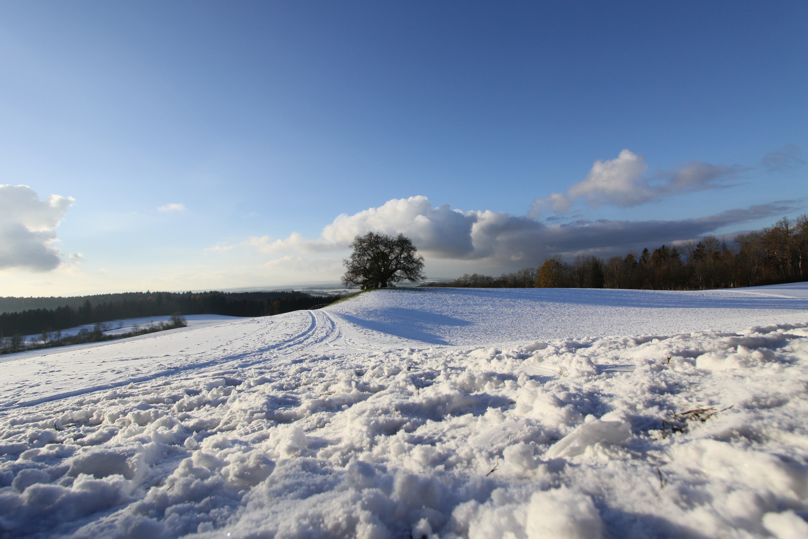 Zundelbacher Linde im Schnee