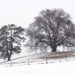 Zundelbacher Linde im Schneetreiben von SW