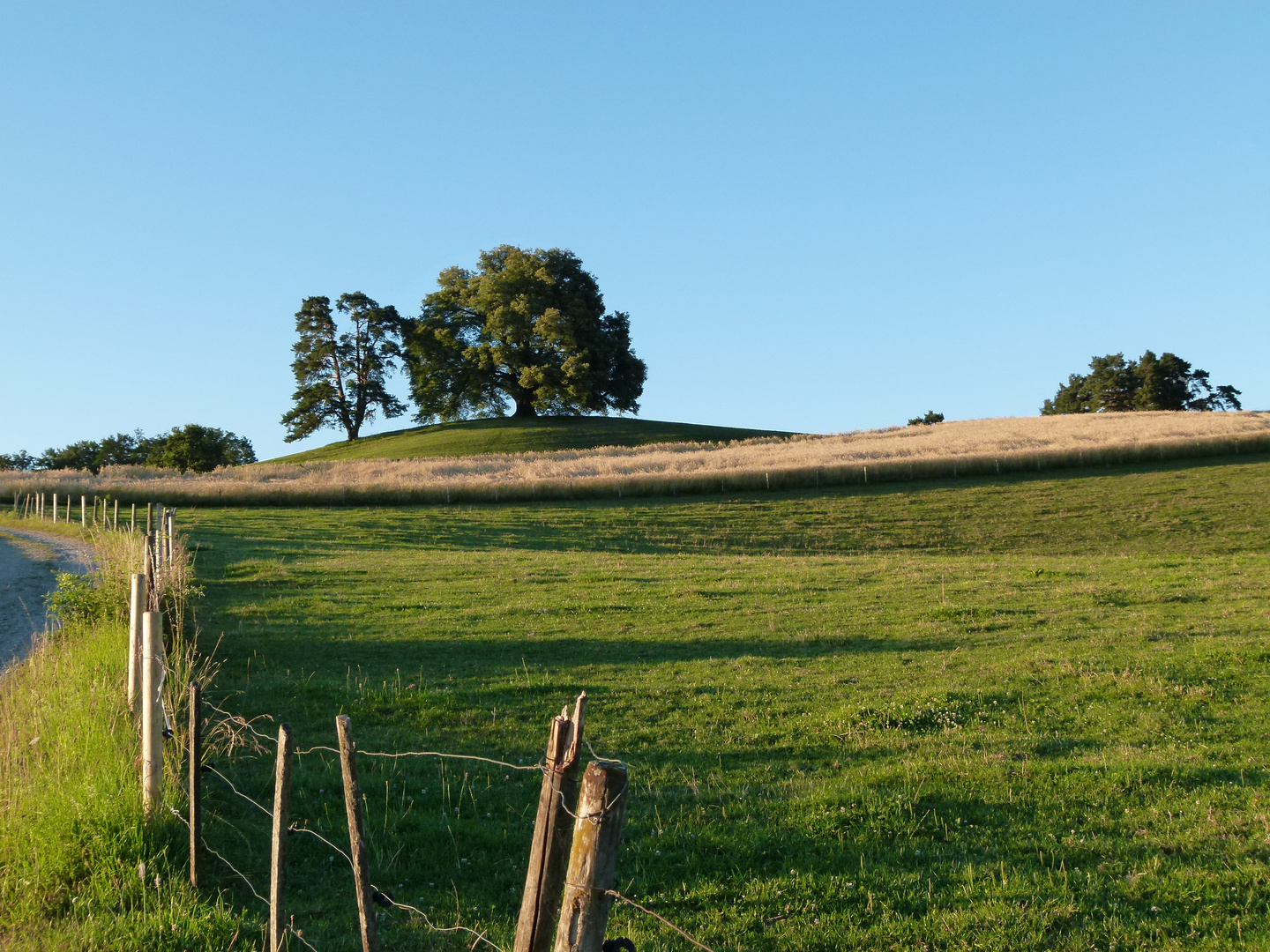 Zundelbacher Linde im Sommer