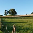 Zundelbacher Linde im Sommer