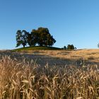 Zundelbacher Linde mit Weizenfeld