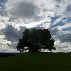 Zundelbacher Linde vor Wolken