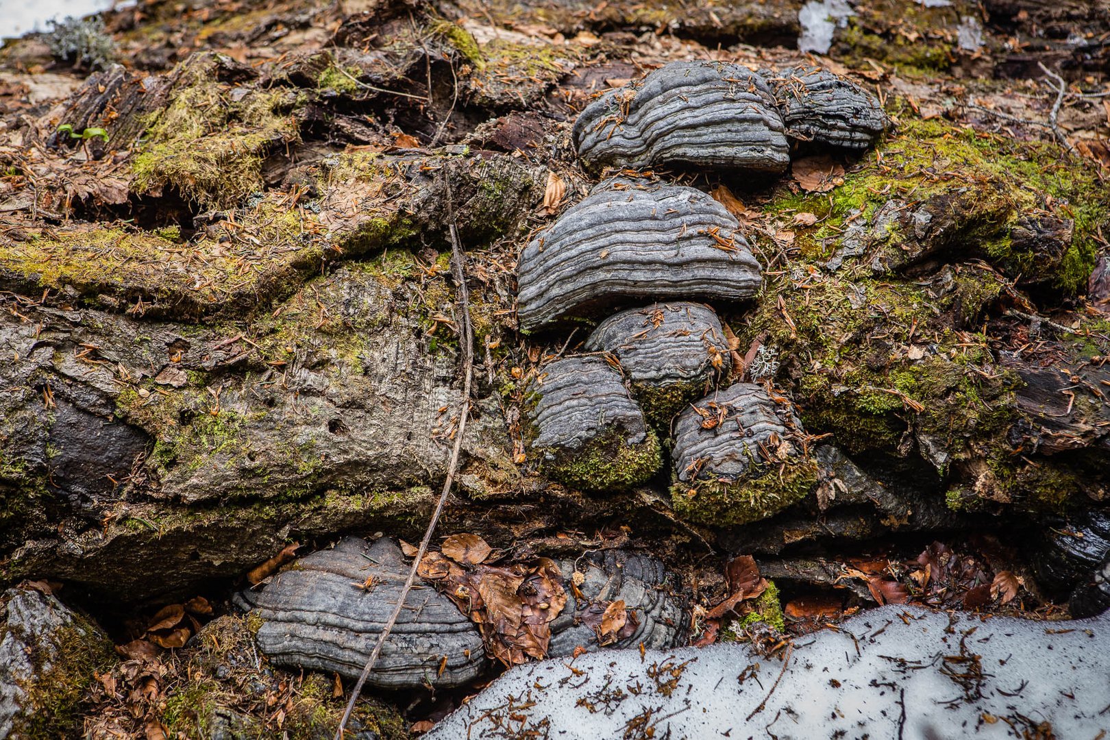 Zunderschwämme im letzten Urwald Europas