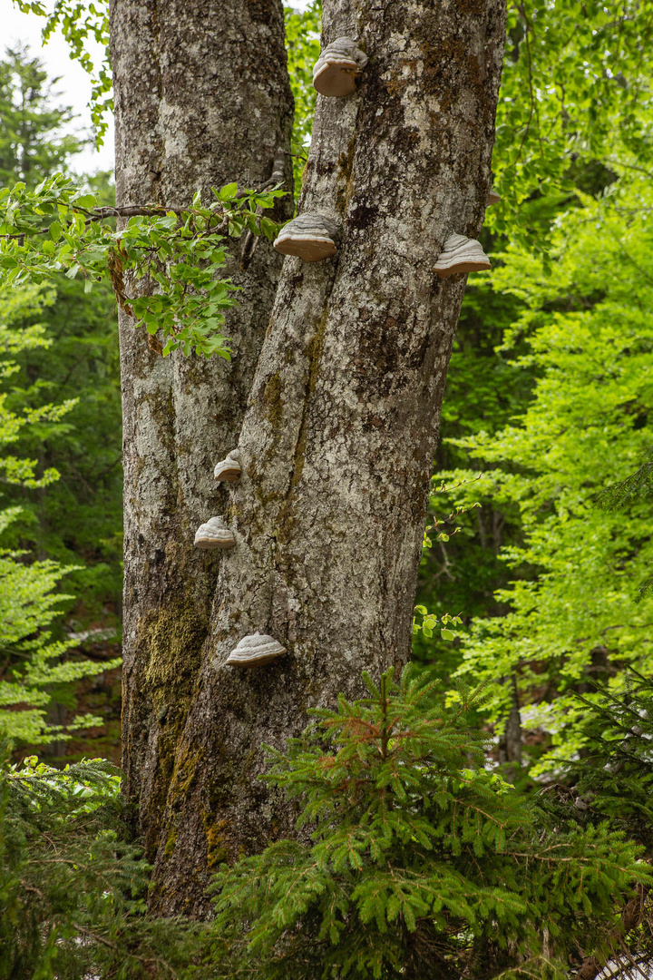 Zunderschwam im Rothwald