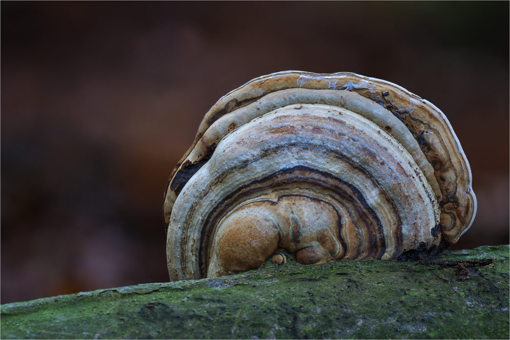 Zunderschwamm (Fomes fomentarius)