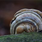 Zunderschwamm (Fomes fomentarius)