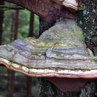 Zunderschwamm, Fomes fomentarius