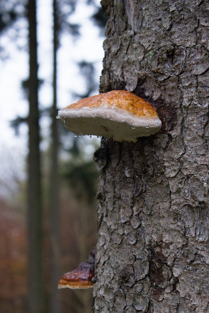 Zunderschwamm (Fomes fomentarius)