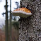 Zunderschwamm (Fomes fomentarius)