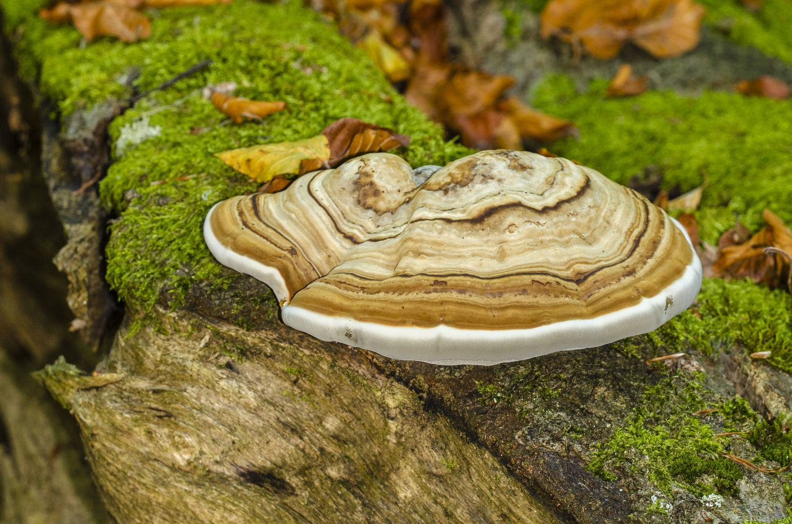 Zunderschwamm (Fomes fomentarius)