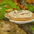 Zunderschwamm (Fomes fomentarius)