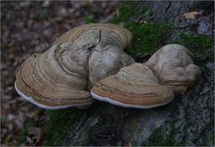 Zunderschwamm (Fomes fomentarius) 