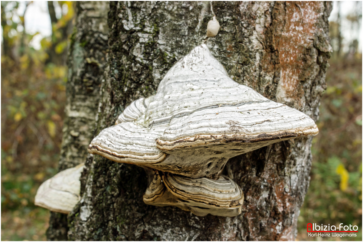 Zunderschwamm (Fomes fomentarius)