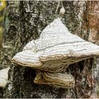 Zunderschwamm (Fomes fomentarius)