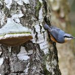 Zunderschwamm, Fomes fomentarius