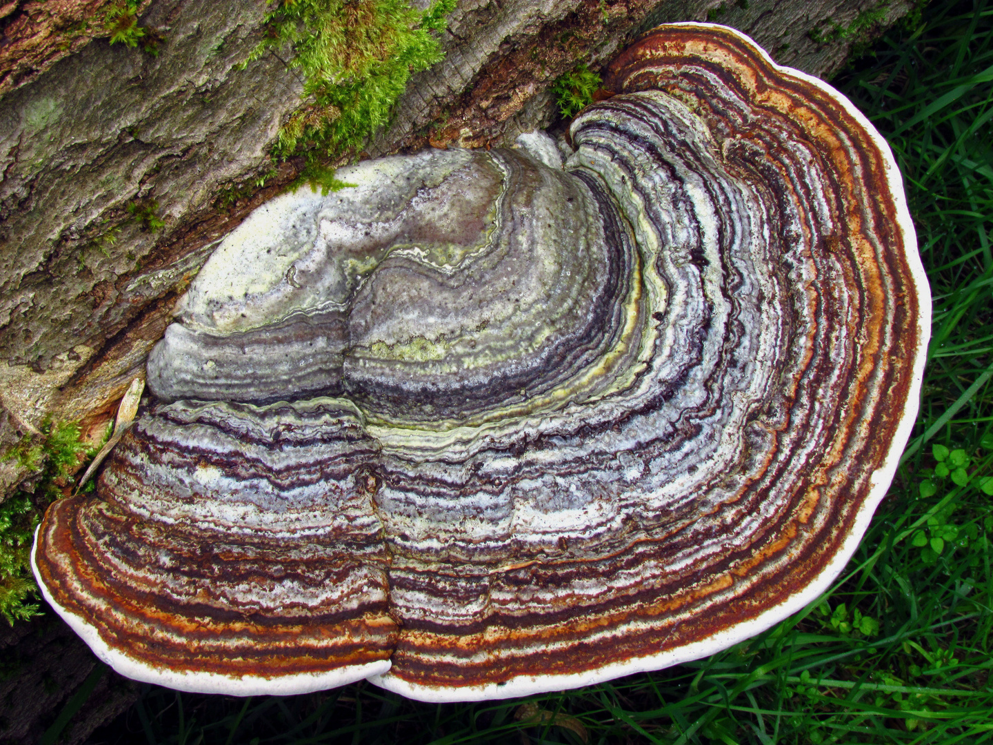 Zunderschwamm im Naturpark Sauerland-Rothaargebirge