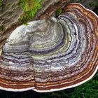 Zunderschwamm im Naturpark Sauerland-Rothaargebirge