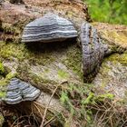 Zunderschwamm im Urwald