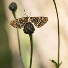 Zuneigung... ein Herz für die Natur...