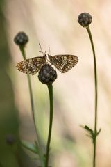 Zuneigung... ein Herz für die Natur...