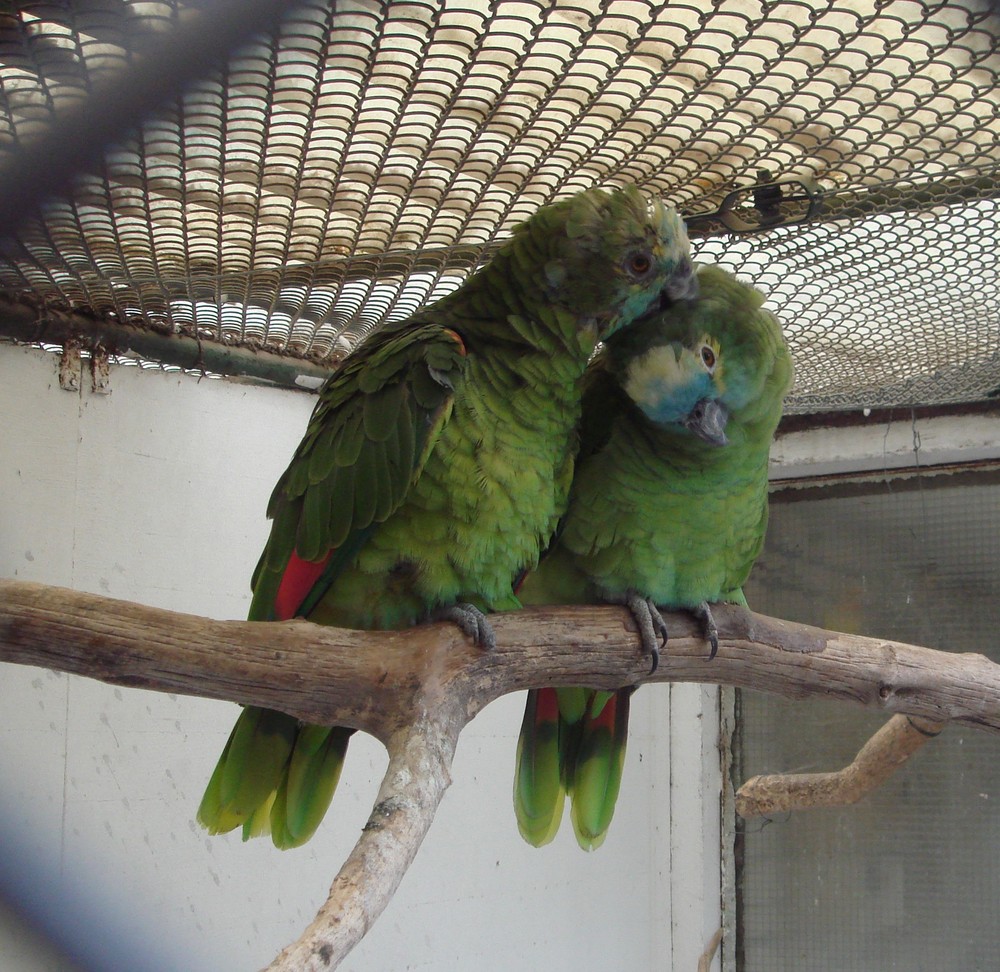 Zuneigung hinter Gittern