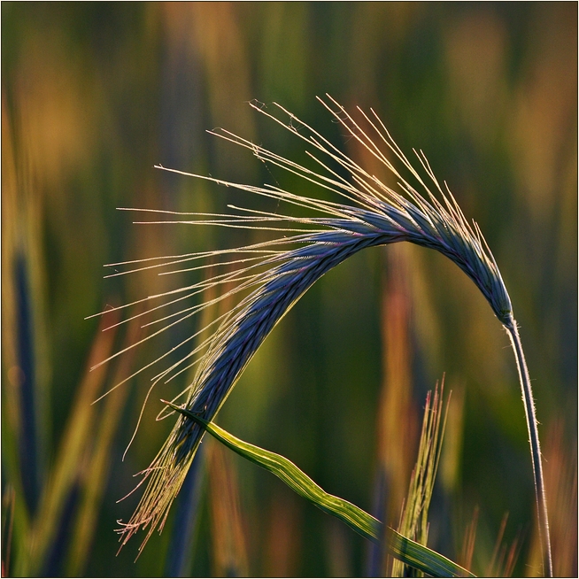 Zuneigung im Feld....